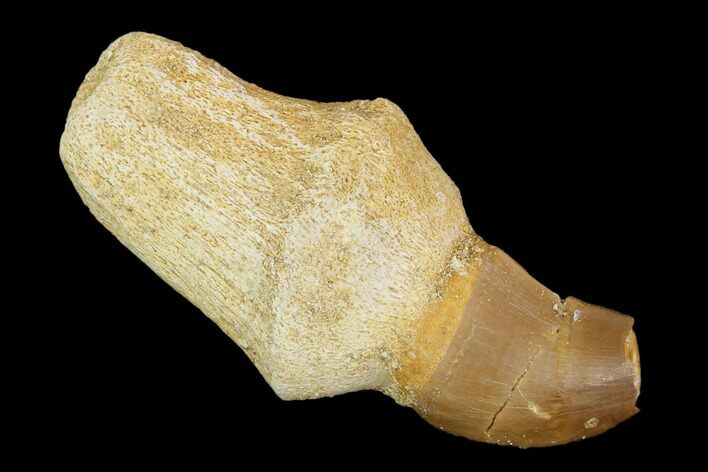Fossil Rooted Mosasaur (Halisaurus) Tooth - Morocco #117018